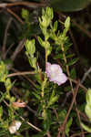 Hairy laurel <BR>Hairy wicky